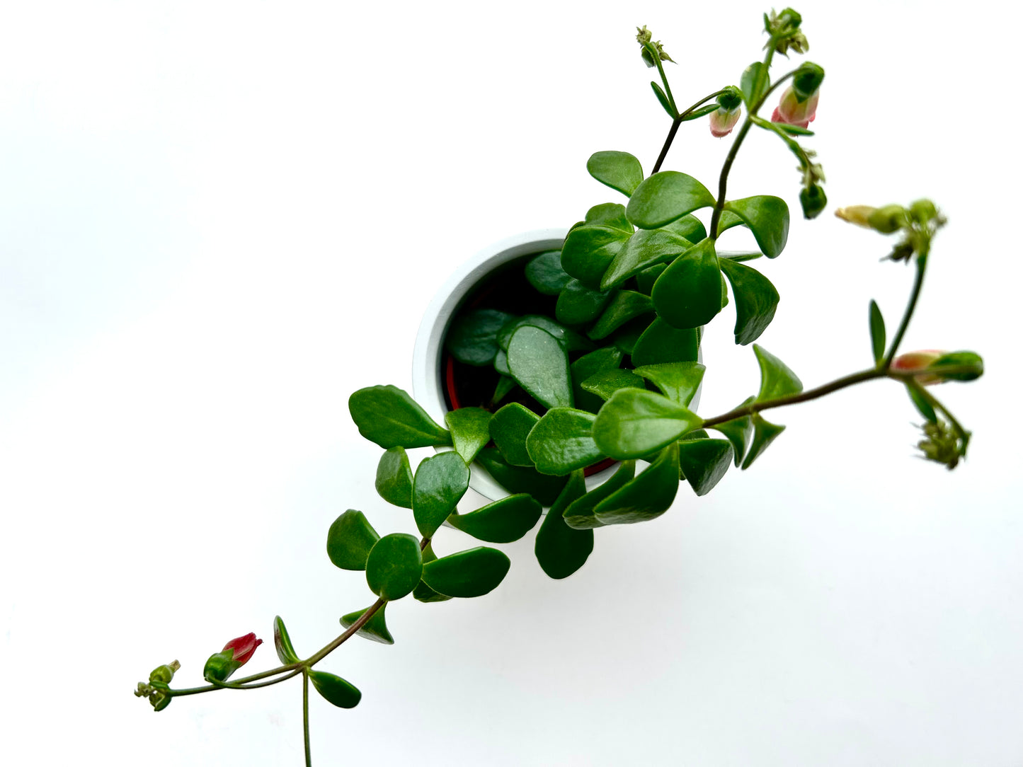 Gobelet en béton avec plante, couleurs variées, Zen-it