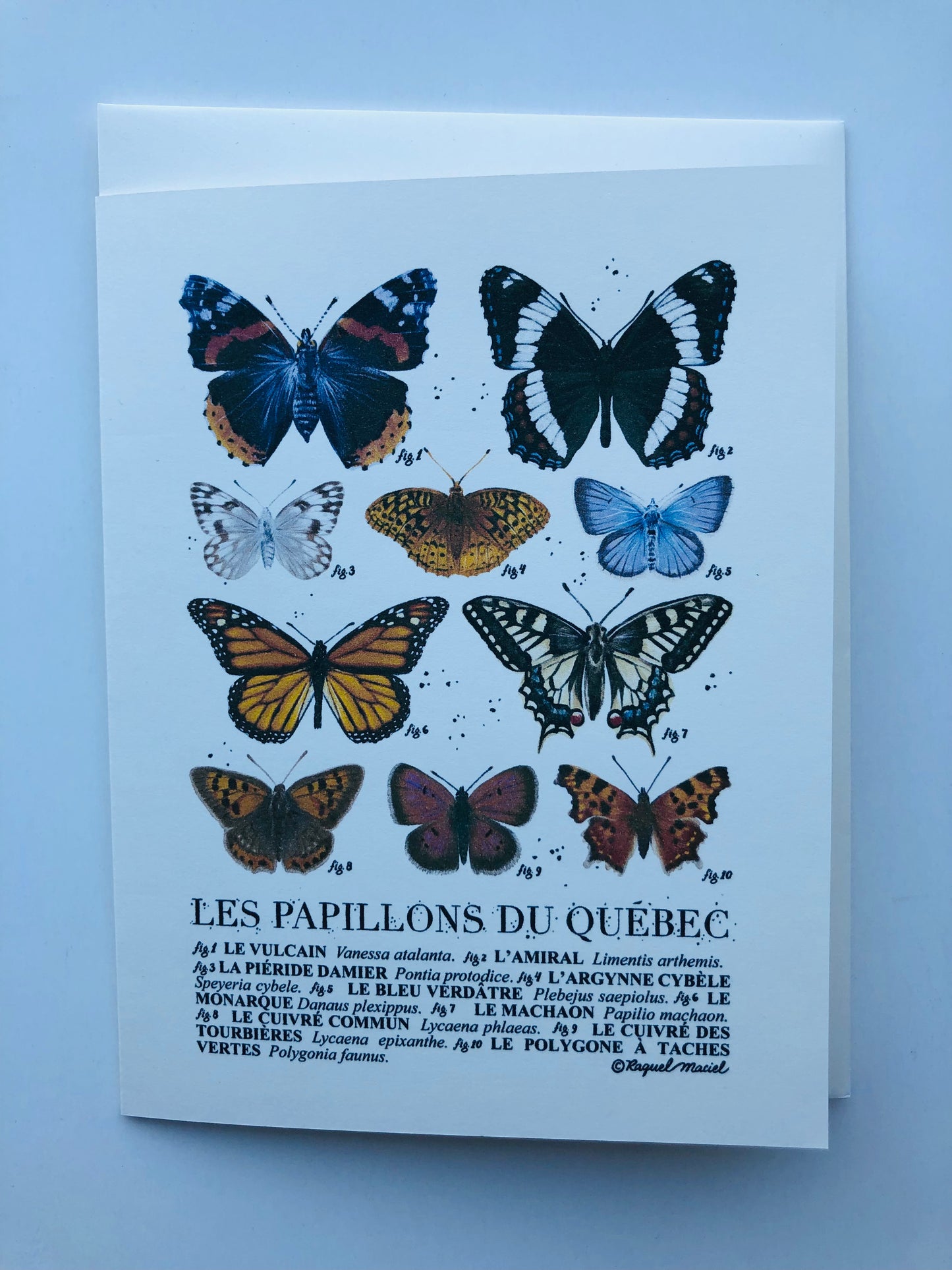 Carte insectes, Raquel Maciel