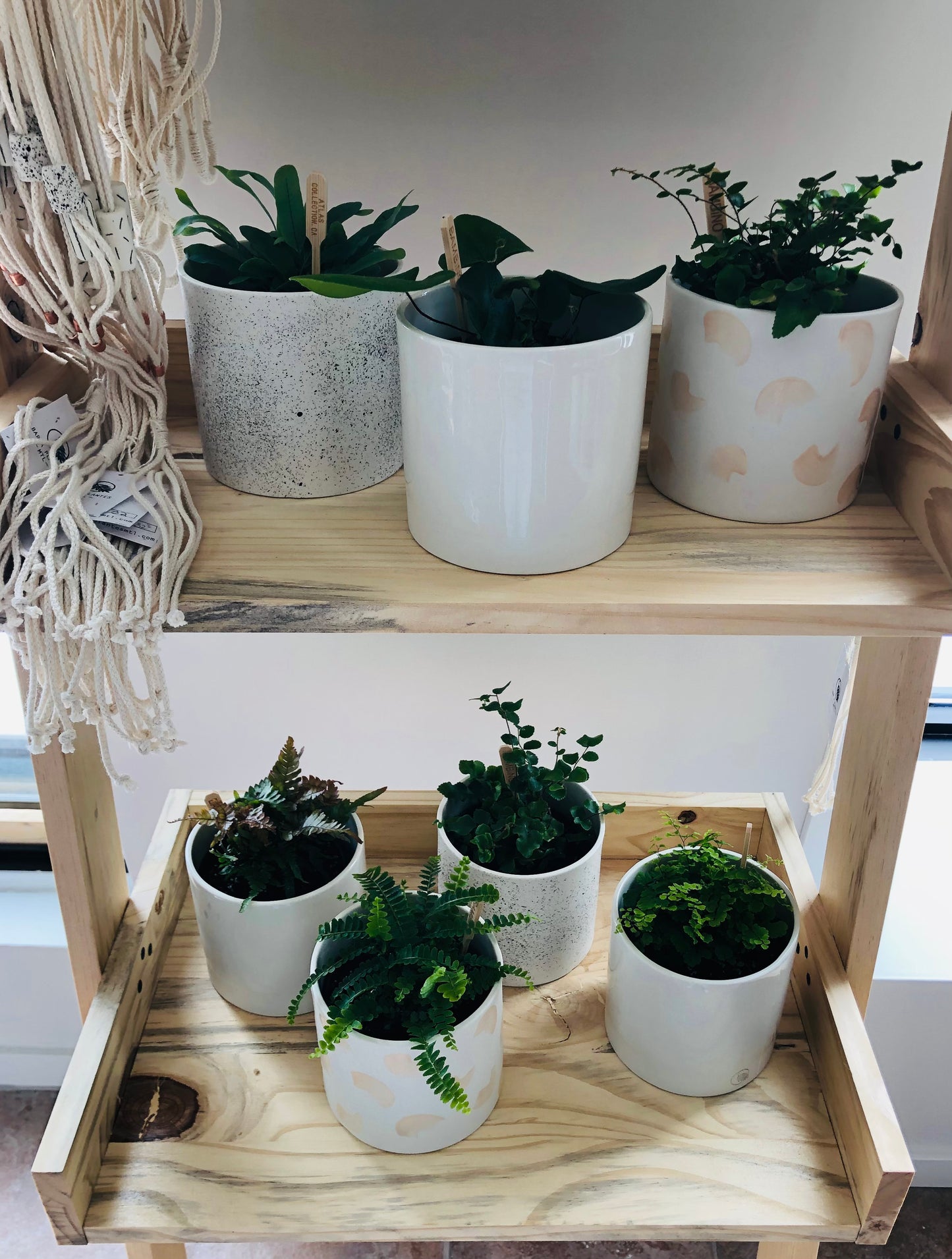 Cache pot et petite plantes, motifs variés, Bar à plantes